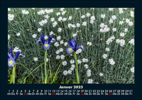 Produktbild: Blumenkalender 2025 Fotokalender DIN A5