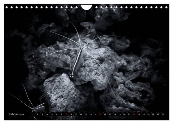 Produktbild: Meerestiere Bilder in Schwarz Weiss (Wandkalender 2026 DIN A4 quer), CALVENDO Monatskalender