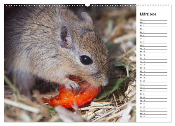 Produktbild: Mausebande (hochwertiger Premium Wandkalender 2026 DIN A2 quer), Kunstdruck in Hochglanz