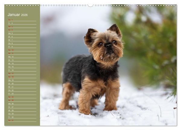 Produktbild: Hunde im Fokus (Wandkalender 2026 DIN A2 quer), CALVENDO Monatskalender