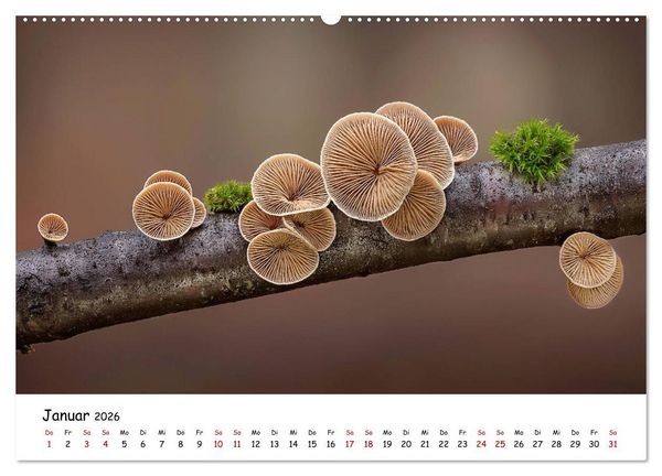 Produktbild: Pilzgalerie - Heimische Pilze von ihrer sch&ouml;nsten Seite (Wandkalender 2026 DIN A2 quer), CALVENDO Monatskalender
