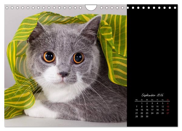 Produktbild: Britisch Kurzhaar Katzen (Wandkalender 2026 DIN A4 quer), CALVENDO Monatskalender