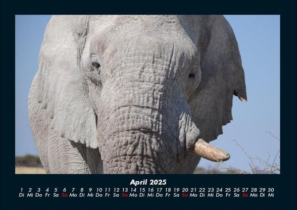 Produktbild: Elefanten - Die sanften Riesen Afrikas 2025 Fotokalender DIN A4