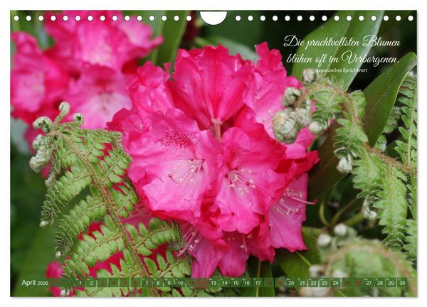 Produktbild: Rhododendren und Poesie (Wandkalender 2026 DIN A4 quer), CALVENDO Monatskalender