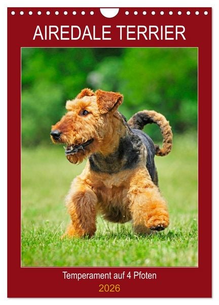 Produktbild: Airedale Terrier - Temperament auf 4 Pfoten (Wandkalender 2026 DIN A4 hoch), CALVENDO Monatskalender