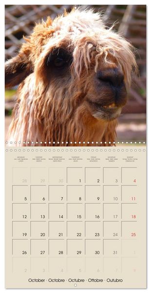 Produktbild: Alpacas & Llamas (Wall Calendar 2026 12 &times; 12 Inch) CALVENDO 12 Month Wall Calendar