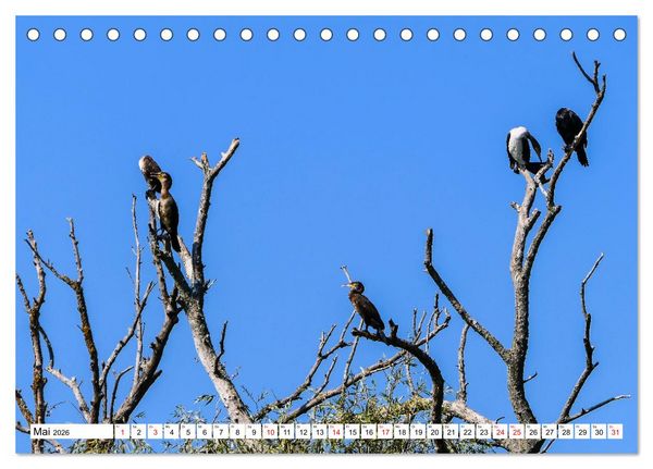Produktbild: Rund um das Donaudelta (Tischkalender 2026 DIN A5 quer), CALVENDO Monatskalender