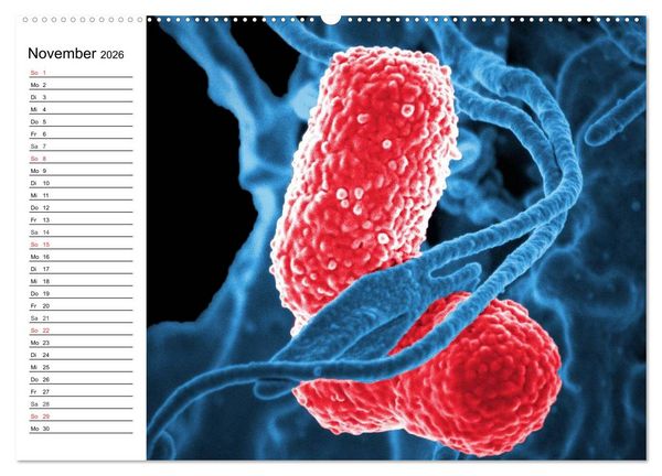 Produktbild: Mikrobiologie. Mikroorganismen, Genetik und Zellen (hochwertiger Premium Wandkalender 2026 DIN A2 quer), Kunstdruck in Hochglanz