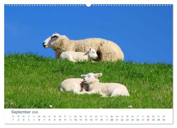 Produktbild: Schafe am Deich 2026. Tierische Impressionen von der Nordseek&uuml;ste (hochwertiger Premium Wandkalender 2026 DIN A2 quer), Kunstdruck in Hochglanz