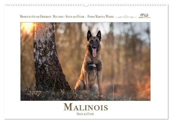 Produktbild: Malinois - Seelen aus Feuer (Wandkalender 2027 DIN A2 quer), CALVENDO Monatskalender