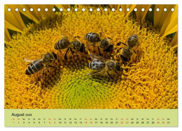 Produktbild: Bienen bei der Arbeit (Tischkalender 2026 DIN A5 quer), CALVENDO Monatskalender