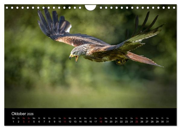 Produktbild: Sch&ouml;nheiten der L&uuml;fte - Greifv&ouml;gel (Wandkalender 2026 DIN A4 quer), CALVENDO Monatskalender