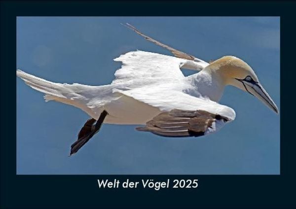 Produktbild: Welt der V&ouml;gel 2025 Fotokalender DIN A5