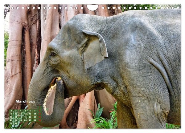 Produktbild: Gentle giants in the jungle (Wall Calendar 2026 DIN A4 landscape), CALVENDO 12 Month Wall Calendar