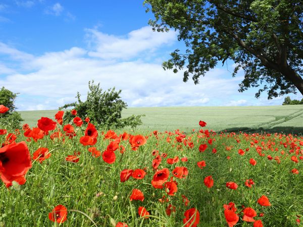 Produktbild: CALVENDO Puzzle Klatschmohn (Papaver rhoeas) 1000 Teile Lege-Gr&ouml;&szlig;e 64 x 48 cm Foto-Puzzle Bild von Ingrid Michel