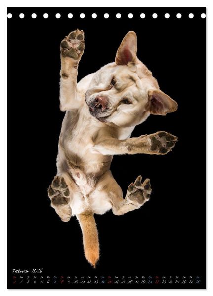 Produktbild: Down Under - Hunde auf der Glasplatte (Tischkalender 2026 DIN A5 hoch), CALVENDO Monatskalender