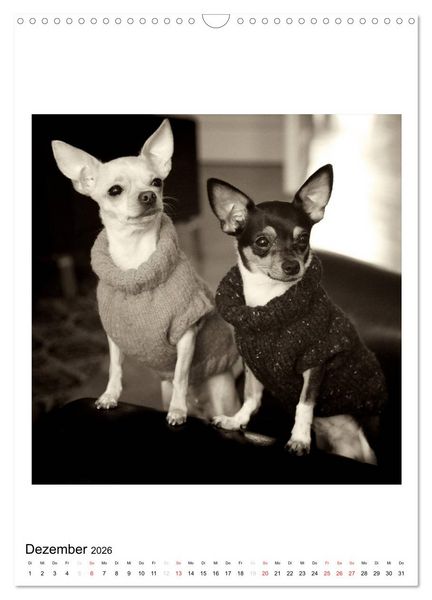 Produktbild: CHIHUAHUA CHIC Photos Marion Koell (Wandkalender 2026 DIN A3 hoch), CALVENDO Monatskalender