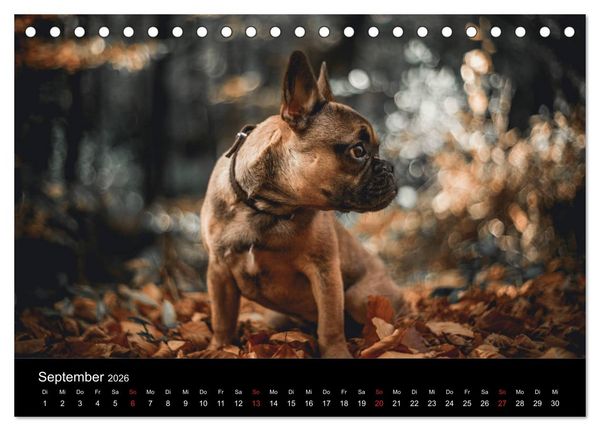 Produktbild: French Bulldog aktiv, verspielt, sportlich (Tischkalender 2026 DIN A5 quer), CALVENDO Monatskalender