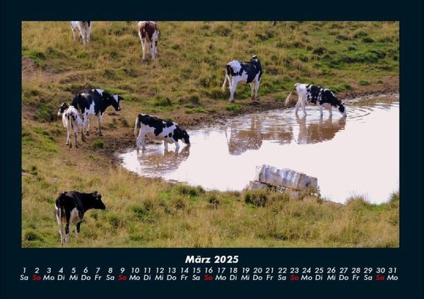 Produktbild: Kuhkalender 2025 Fotokalender DIN A4