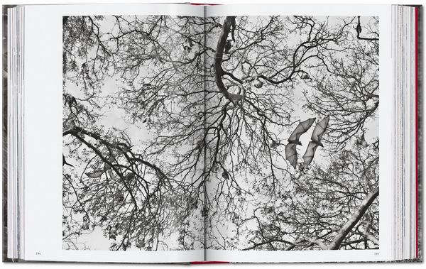 Produktbild: Sebasti&atilde;o Salgado