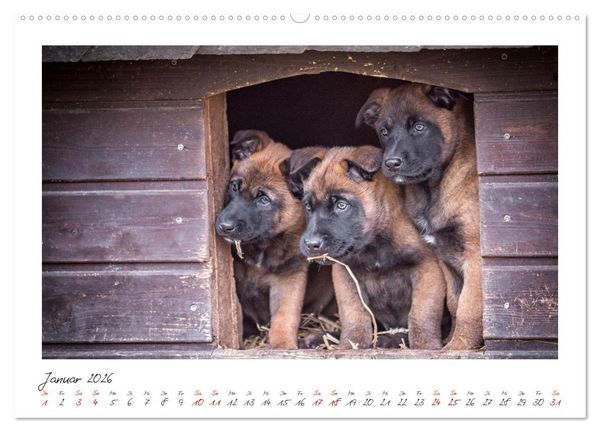 Produktbild: Traumhund Malinois (hochwertiger Premium Wandkalender 2026 DIN A2 quer), Kunstdruck in Hochglanz