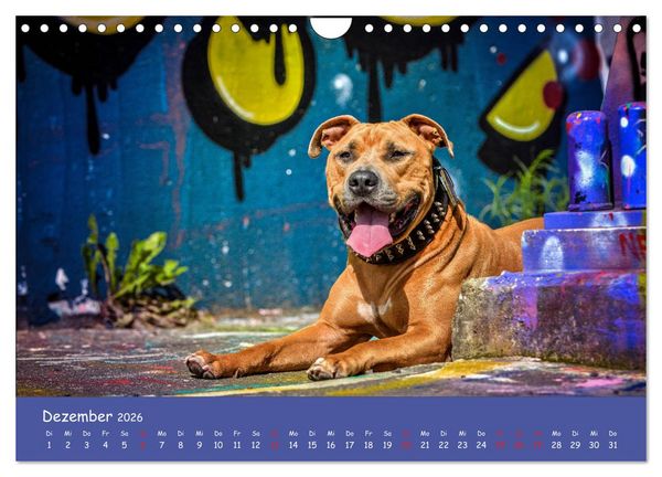 Produktbild: Hunde und Graffiti (Wandkalender 2026 DIN A4 quer), CALVENDO Monatskalender