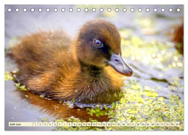 Produktbild: Enten. Beliebt, h&uuml;bsch und imposant (Tischkalender 2026 DIN A5 quer), CALVENDO Monatskalender