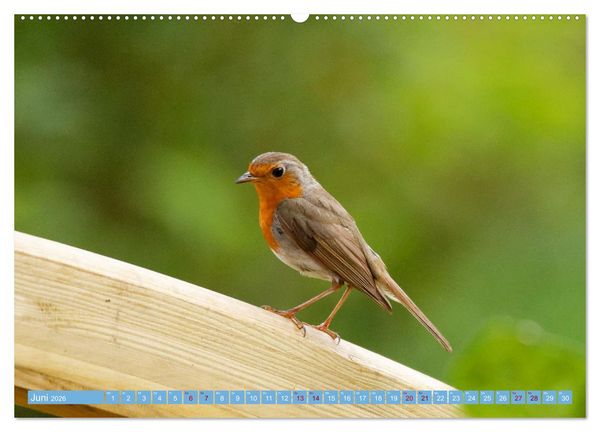 Produktbild: Rotkehlchen - Fotografiert von Ostfriesenfotografie (hochwertiger Premium Wandkalender 2026 DIN A2 quer), Kunstdruck in Hochglanz