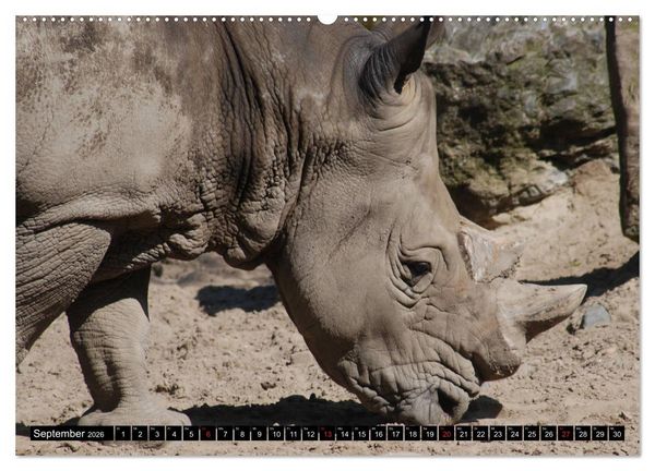 Produktbild: Afrika - Welt der Tiere (hochwertiger Premium Wandkalender 2026 DIN A2 quer), Kunstdruck in Hochglanz