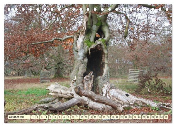 Produktbild: Zauberhaftes, die Natur als K&uuml;nstler (Tischkalender 2027 DIN A5 quer), CALVENDO Monatskalender