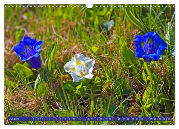Produktbild: Meine sch&ouml;nsten Alpenblumen (Wandkalender 2026 DIN A3 quer), CALVENDO Monatskalender