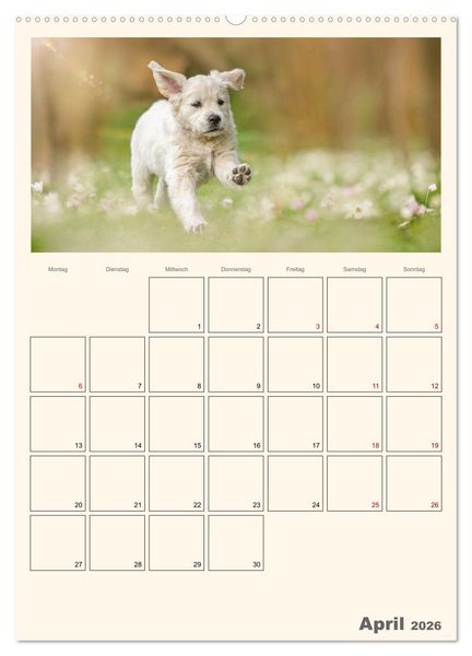 Produktbild: Zauberhafte Golden Retriever (hochwertiger Premium Wandkalender 2026 DIN A2 hoch), Kunstdruck in Hochglanz