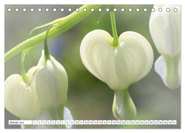 Produktbild: Traumbl&uuml;ten in Wei&szlig; (Tischkalender 2026 DIN A5 quer), CALVENDO Monatskalender