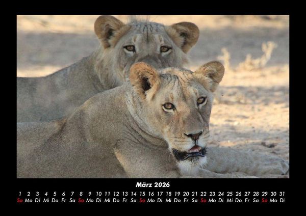 Produktbild: L&ouml;wen in der Wildnis 2026 Fotokalender DIN A3