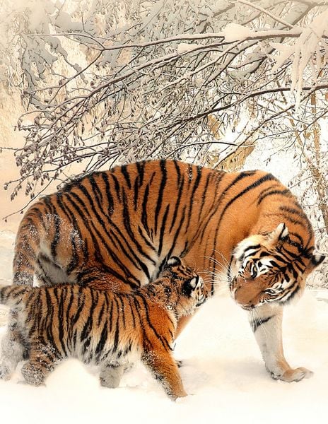 Produktbild: Fantasy Notizbuch 14: Tiger im Schnee