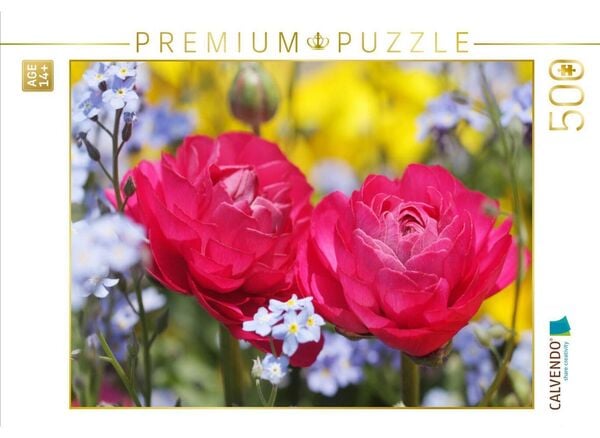 CALVENDO Puzzle Pinke Ranunkeln umgeben von Vergissmeinnicht | 500 Teile Lege-Größe 48 × 36 cm Foto-Puzzle für Erwachsene
