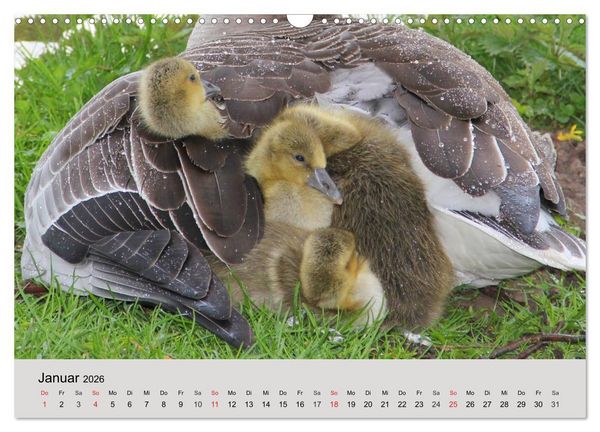 Produktbild: G&auml;nse. Von wegen dumme Gans! (Wandkalender 2026 DIN A3 quer), CALVENDO Monatskalender