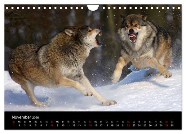 Produktbild: Kanadische W&ouml;lfe im Winter (Wandkalender 2026 DIN A4 quer), CALVENDO Monatskalender
