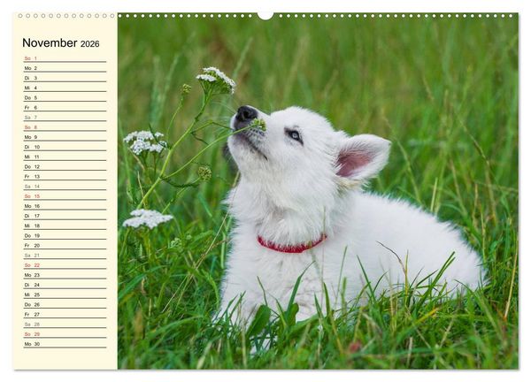 Produktbild: Wei&szlig;er Schweizer Sch&auml;ferhund - Ein Tag im Leben einer Hundefamilie (hochwertiger Premium Wandkalender 2026 DIN A2 quer), Kunstdruck in Hochglanz