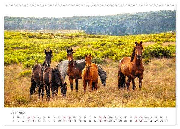Produktbild: Freiheitsliebende Wildpferde (Wandkalender 2026 DIN A2 quer), CALVENDO Monatskalender