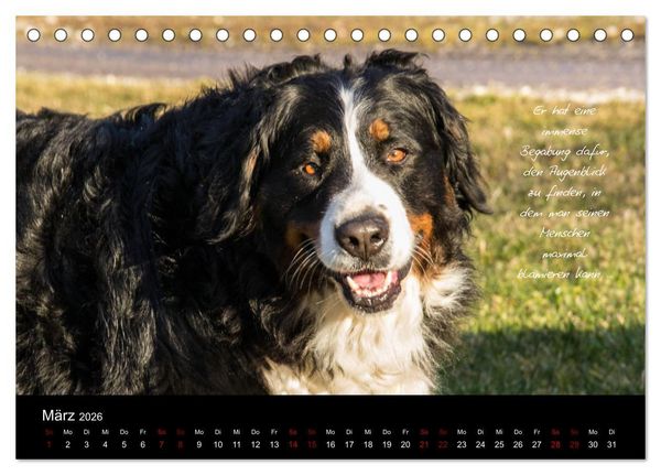 Produktbild: So ist er. Der Berner Sennenhund (Tischkalender 2026 DIN A5 quer), CALVENDO Monatskalender