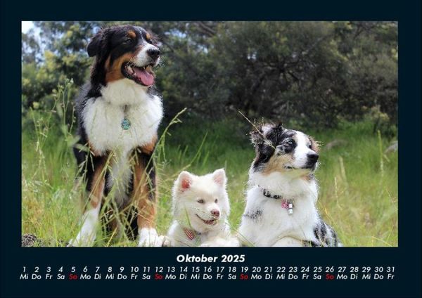 Produktbild: Der Hundekalender 2025 Fotokalender DIN A4