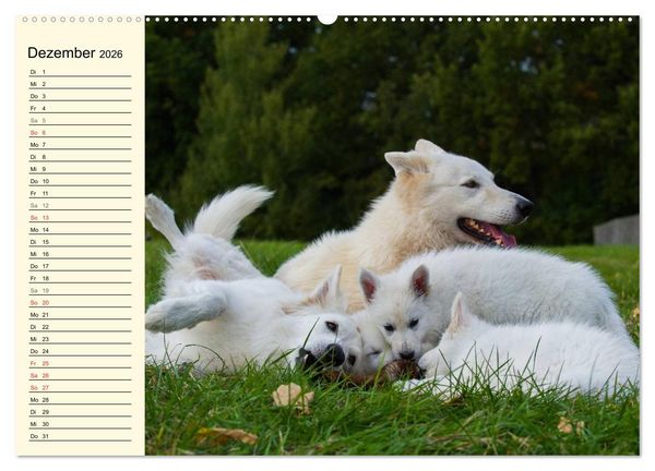 Produktbild: Wei&szlig;er Schweizer Sch&auml;ferhund - Ein Tag im Leben einer Hundefamilie (hochwertiger Premium Wandkalender 2026 DIN A2 quer), Kunstdruck in Hochglanz