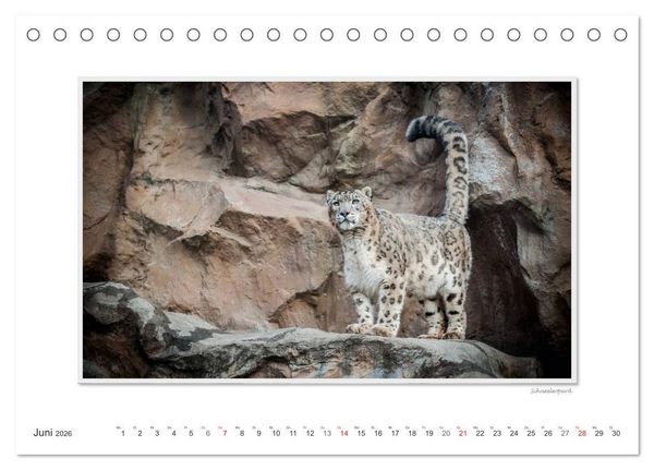 Produktbild: Emotionale Momente: Gro&szlig;e Raubkatzen der Welt. (Tischkalender 2026 DIN A5 quer), CALVENDO Monatskalender