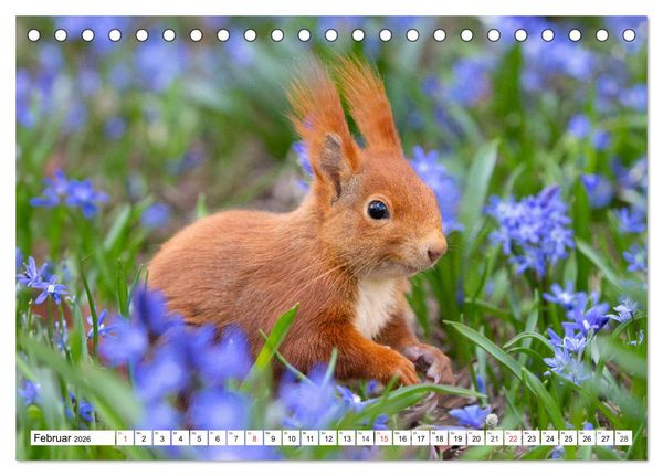 Produktbild: Eichh&ouml;rnchen im K&ouml;niglichen Garten (Tischkalender 2026 DIN A5 quer), CALVENDO Monatskalender