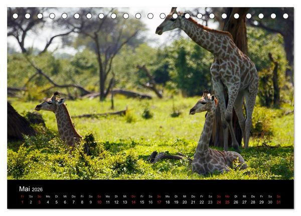 Produktbild: Giraffen &ndash; Faszination der Wildnis (Tischkalender 2026 DIN A5 quer), CALVENDO Monatskalender