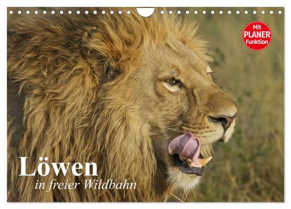 Produktbild: L&ouml;wen in freier Wildbahn (Wandkalender 2026 DIN A4 quer), CALVENDO Monatskalender