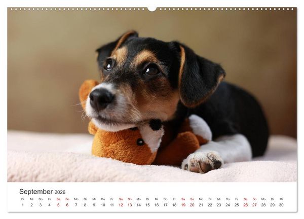 Produktbild: Welpenblicke (hochwertiger Premium Wandkalender 2026 DIN A2 quer), Kunstdruck in Hochglanz