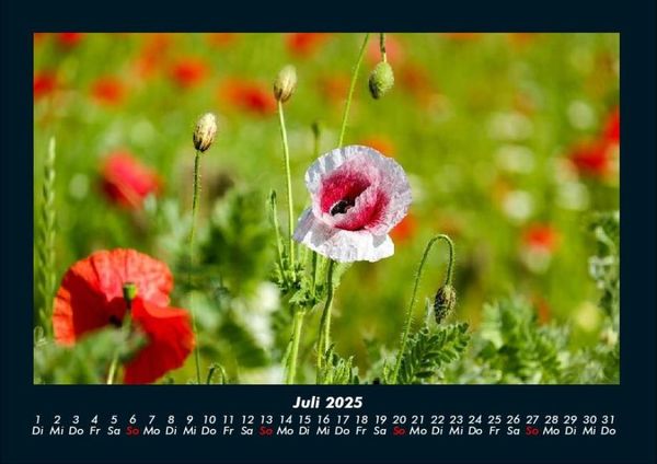 Produktbild: Blumenzauber 2025 Fotokalender DIN A4