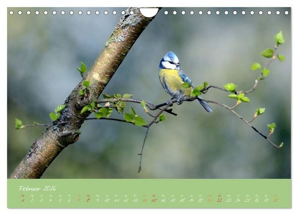 Produktbild: Die Blaumeise, Gast in unserem Garten (Wandkalender 2026 DIN A4 quer), CALVENDO Monatskalender